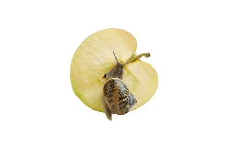 Garden snail creeping on cut ripe appleの写真素材