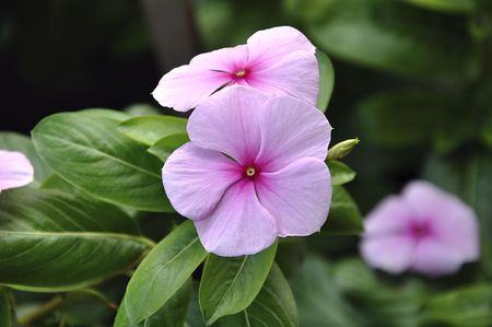 Close-up of periwinkle (vinca) flowers.の写真素材