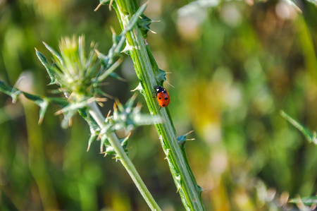 Beautiful ladybug (coccinellidae) crawling up the thistle (carduus) stem. Blurred background.の写真素材