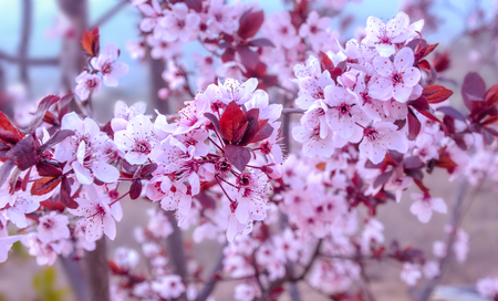 Branches of beautiful purple leafed plum (Prunus cerasifera pissardii) with flowers and leaves.の写真素材