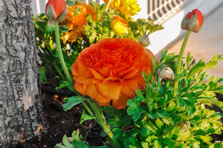Orange persian buttercup flower (Ranunculus asiaticus) blooming in a garden. Sunny day, Springtime.
