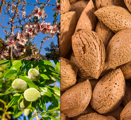 Almond tree at blossom, branch with green nuts and ripe almonds.の写真素材