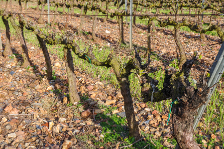 Buds and first leaflets on a grapevines. Spring vineyard, Catalonia, Spain.の写真素材