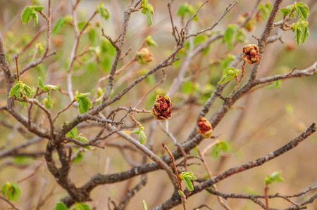 Twigs of filbert tree with buds and first leaves. Selective focus.