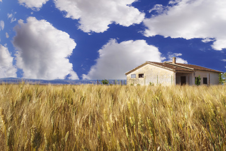 Wheat field, blue sky, big clouds in the skyの写真素材