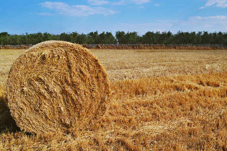 Hay on yellow fieldの写真素材