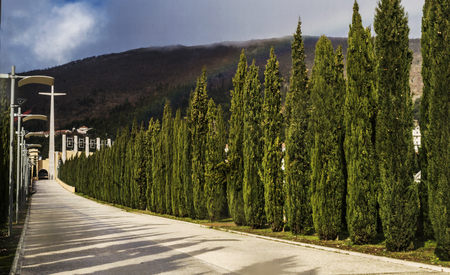 A way to church in San Giovanni Rotondo with cypress.の写真素材