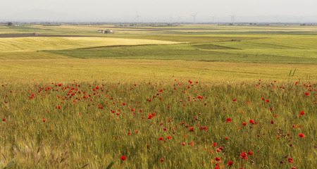Wheat and poppies field with wind turbines background.の写真素材
