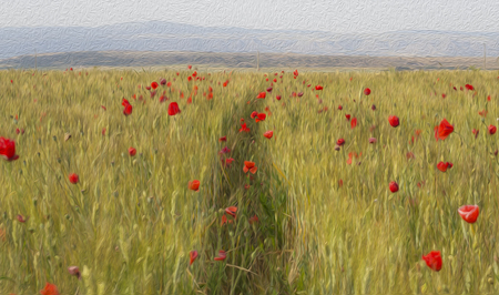 Wheat and poppies fieldの写真素材