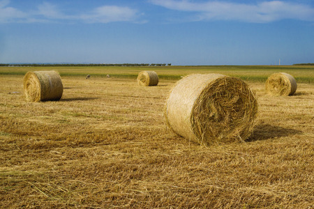 Sheaves on country fieldの写真素材