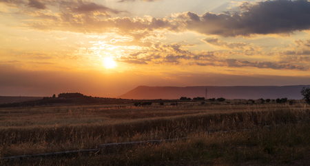 Wheat field at sunsetの写真素材
