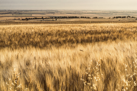 Wheat summer yellow fieldの写真素材