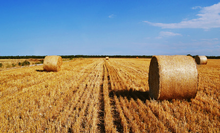 Yellow summer field with haysの写真素材