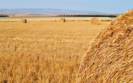 Hays on summer fieldの写真素材