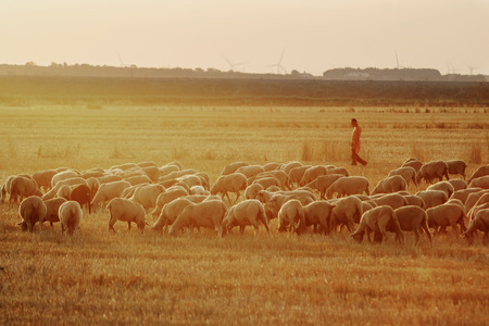 Sheperd with sheeps at sunset hourの写真素材