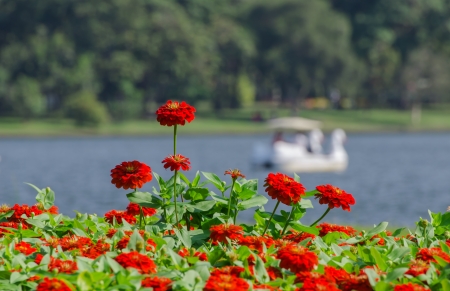 Red flower with many beautiful rivers.の写真素材