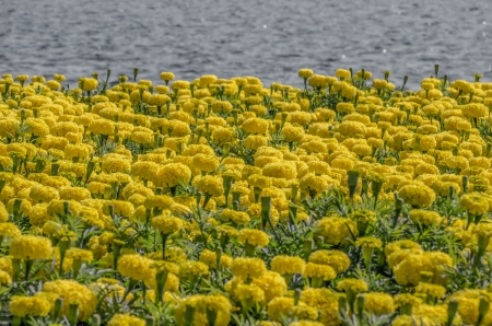 Yellow flower with many beautiful rivers.の写真素材