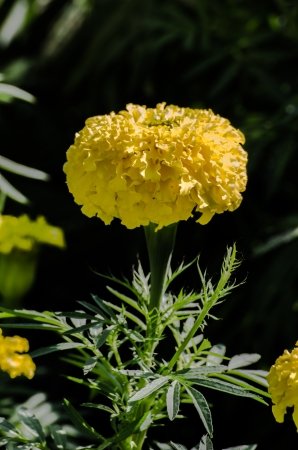 Beautiful yellow flowers on  background の写真素材