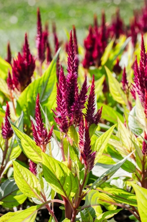 Many colorful purple flowers の写真素材