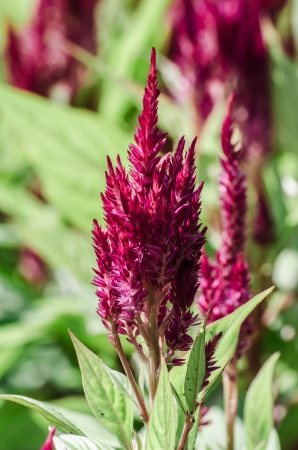 Colorful purple flowersの写真素材