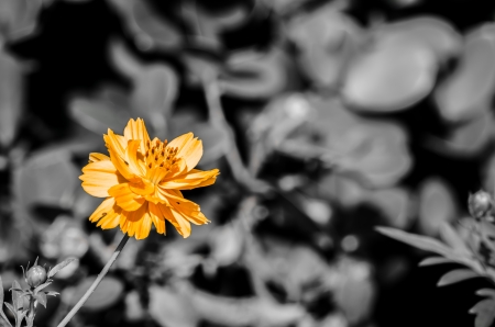 Beautiful yellow flowers on  background black and white の写真素材