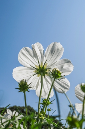 Sun reflection on beautiful white flower の写真素材