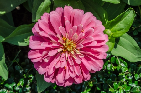 Beautiful pink flowers bloomの写真素材