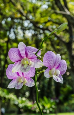 Beautiful purple orchid flowers の写真素材
