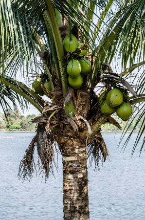 Coconut trees filled with coconuts a lot の写真素材