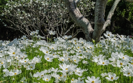 White flowers surrounded by many beautiful trees の写真素材