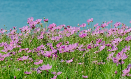 Pink flowers to many beautiful grass の写真素材