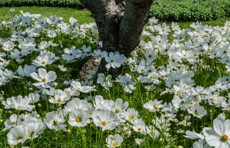White flowers surrounded by many beautiful tree の写真素材