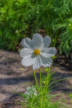 One white flowers with yellow pollen beautiful の写真素材
