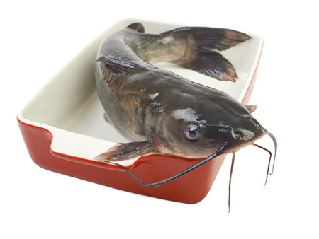 Channel catfish in a ceramic baking dish cooking isolated on white backgroundの写真素材