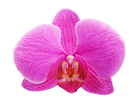 Pink orchid flower plant on a white background