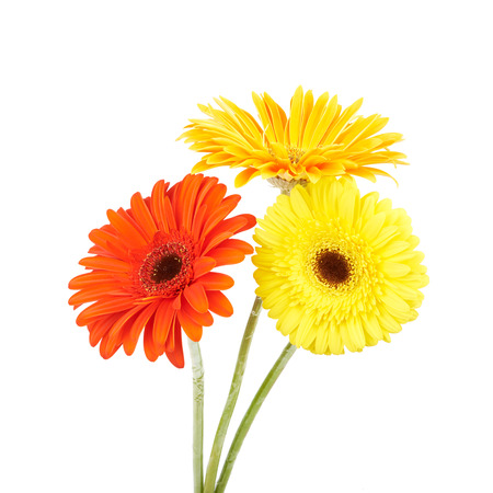 Bouquet of gerberasの写真素材