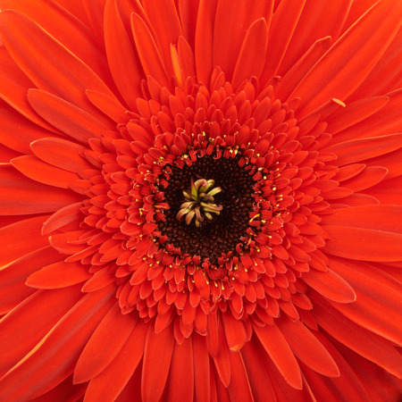 Gerbera flower isolated on white backgroundの写真素材