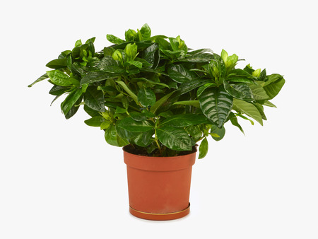 Gardenia plant in a pot isolated on white backgroundの写真素材