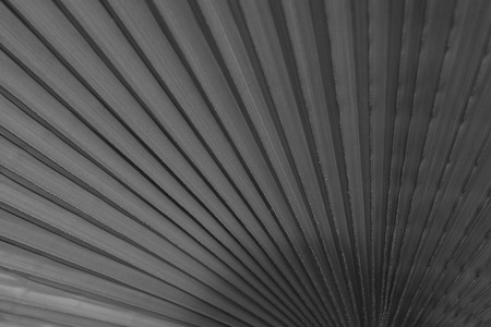 Lines and textures of Green Palm leavesの写真素材