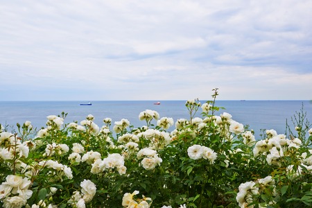 Blooming seafront city of Varna in Bulgariacity of Varna in Bulgariaの写真素材