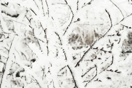 Birch branches covered with hoarfrostの写真素材