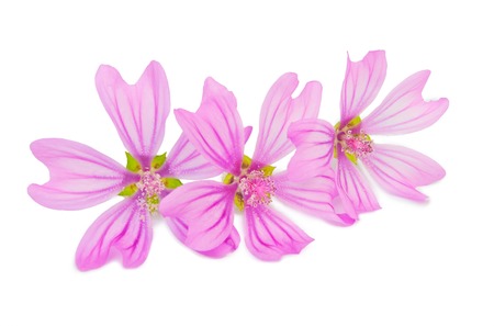 Beautiful spring flowers isolated on white background