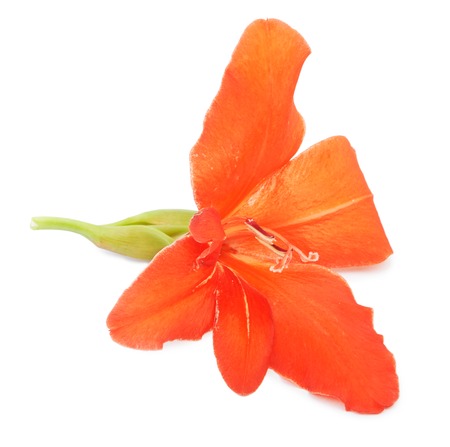Gladiolus flower lily isolated on white backgroundの写真素材