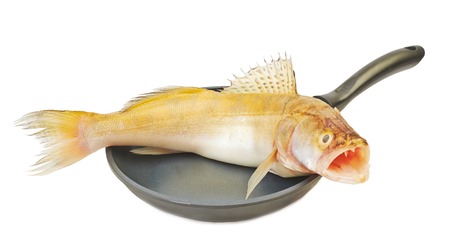 Great fresh fish pike in a pan isolated on white background