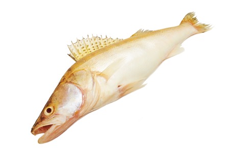 Men's hand holding the tail of a fish isolated on white backgroundの写真素材