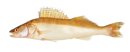 Men's hand holding the tail of a fish isolated on white background