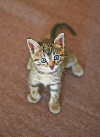 Little tabby kitten on the carpetの写真素材