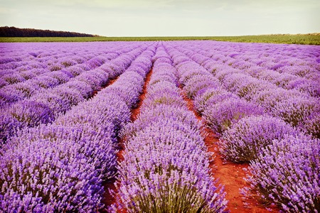 Field of lilac lavender flowers in Bulgariaの写真素材