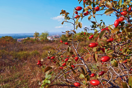 Sprigs of wild rose bush with fruits on a background autumn fieldの写真素材