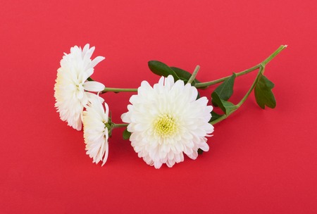 White flowers of beautiful autumn chrysanthemumsの写真素材